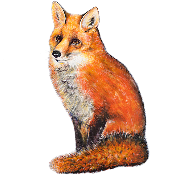Photo Taken At The Red Fox By Yext Y - Red Fox Transparent (600x600), Png Download