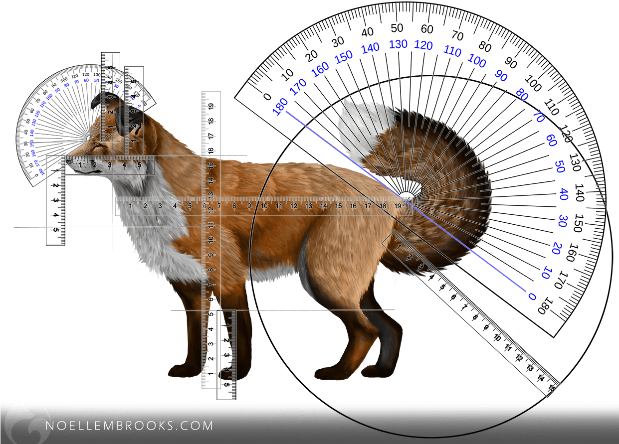 Composite Red Fox Calculations - Foxes References (1240x900), Png Download
