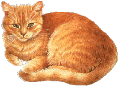 Chat Clipart (640x480), Png Download