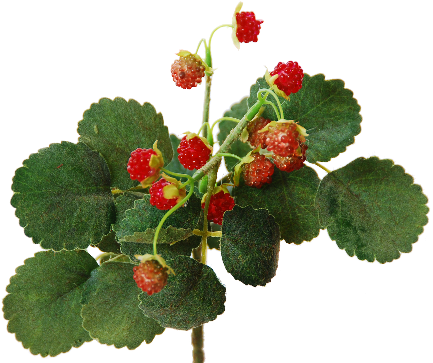 Wild Raspberry Bush 29 Cm Flowerdutchess - Frutti Di Bosco (1700x1700), Png Download