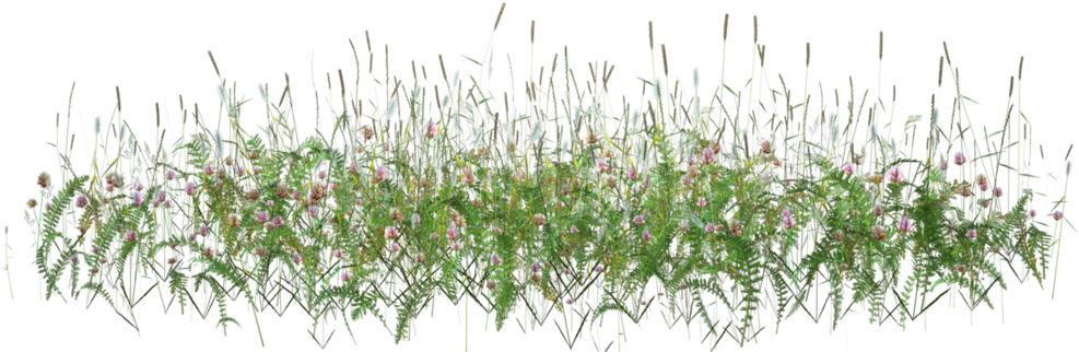 Flores Para Jardim Png (1024x332), Png Download