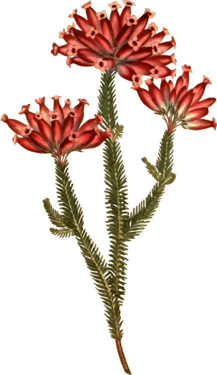 Curtis's Botanical Magazine Botany Flower Plants Nature - Stonecrop Family (434x750), Png Download