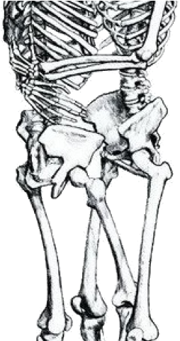 Drawn Kissing Skeleton - Skeleton Sketch (640x480), Png Download