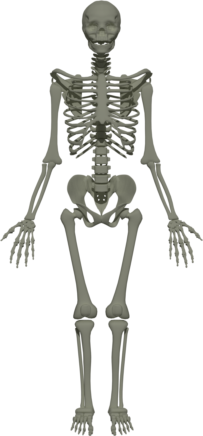 Skeleton Neck Png (1920x1920), Png Download
