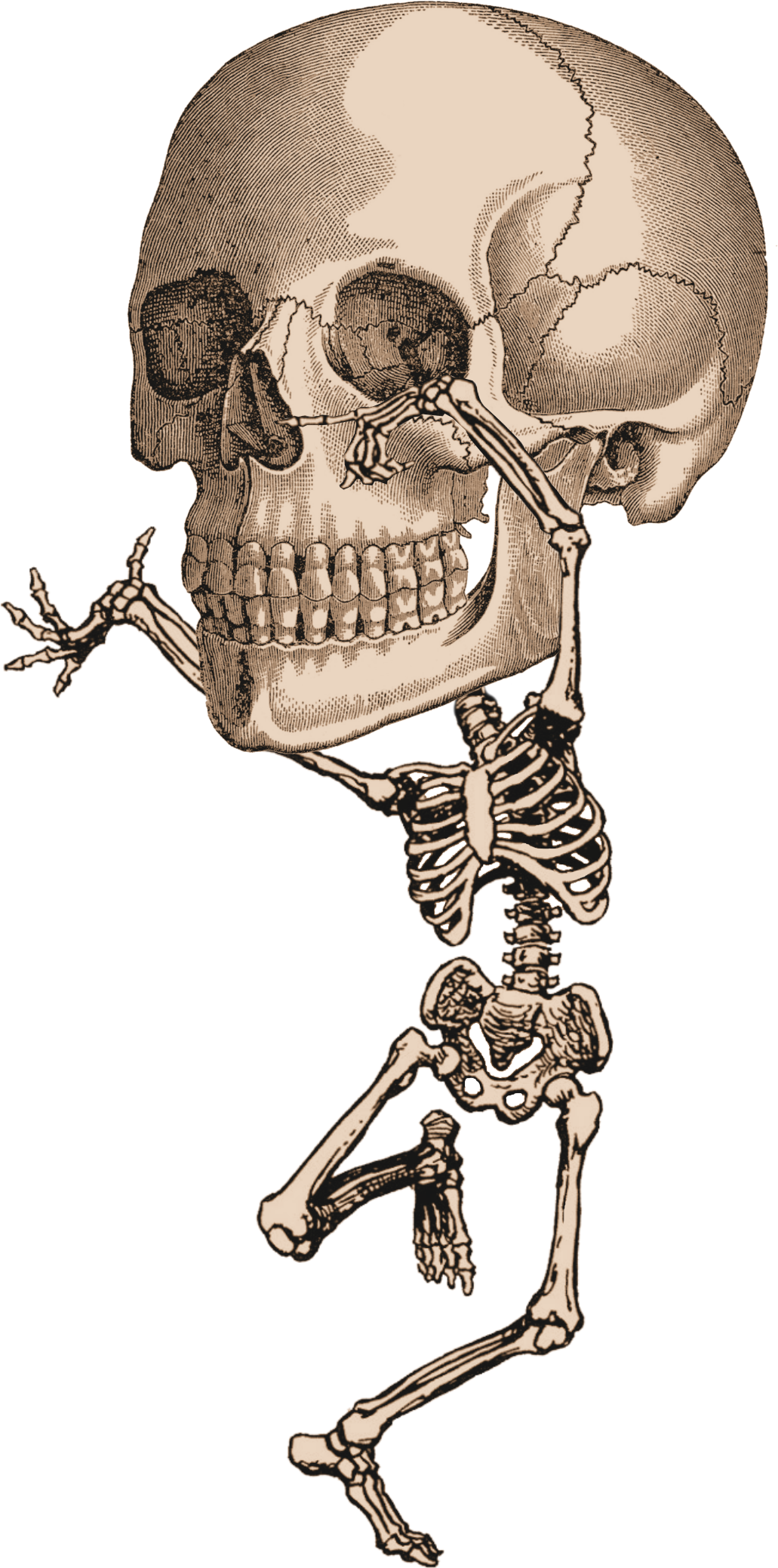 Download File - Dancing Skeleton Clipart (1031x2077), Png Download