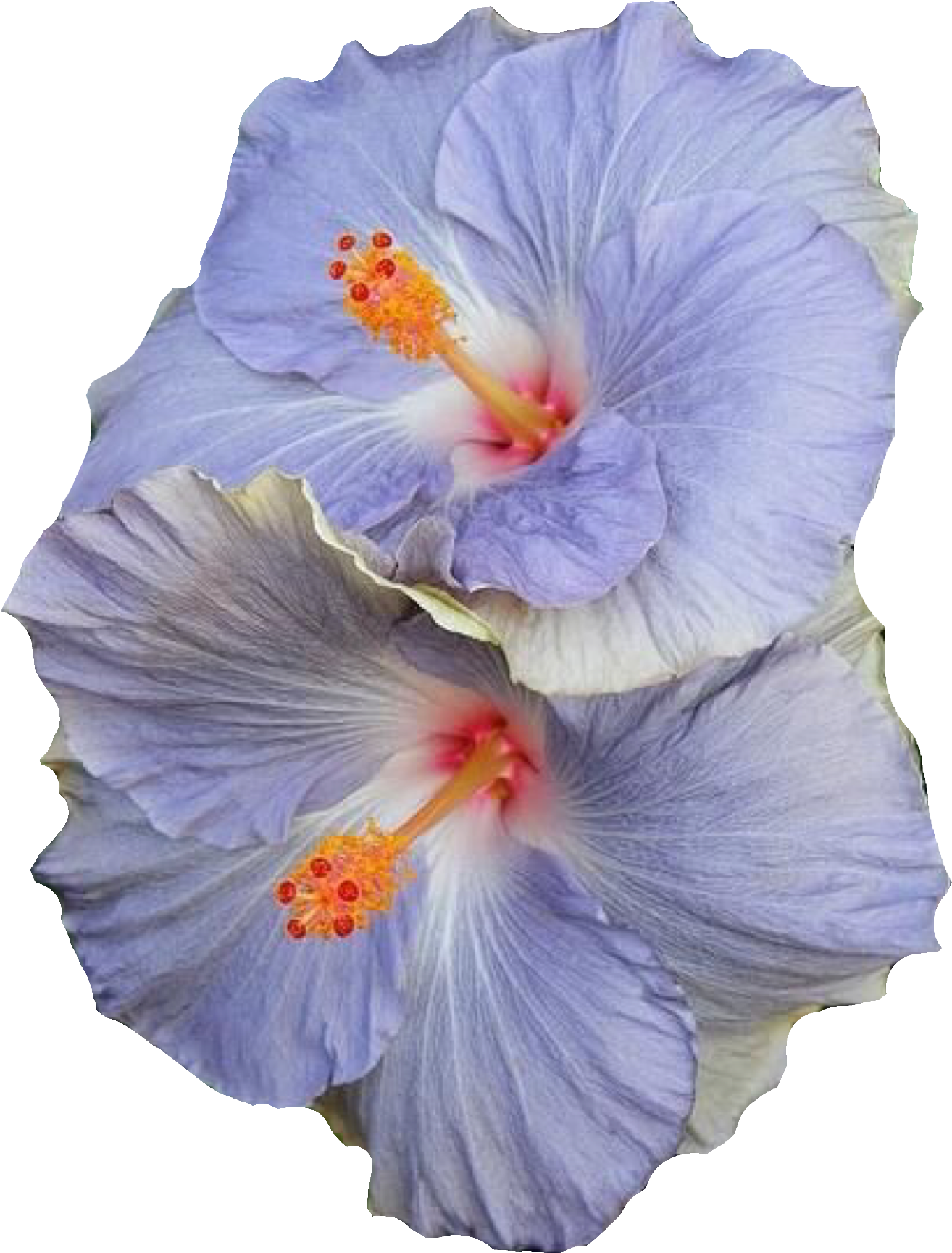 Blue Hibiscus Flowers (1536x2048), Png Download