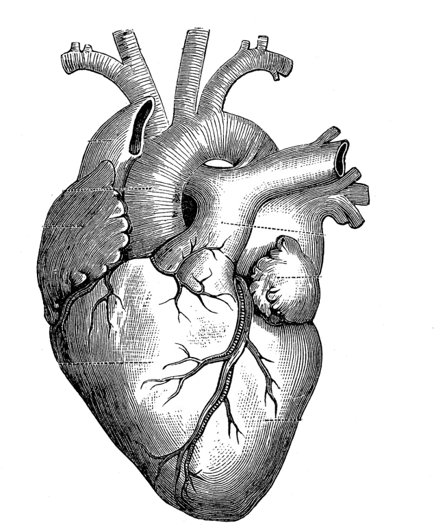 The Skeleton Key - Anatomical Heart Drawing (700x792), Png Download