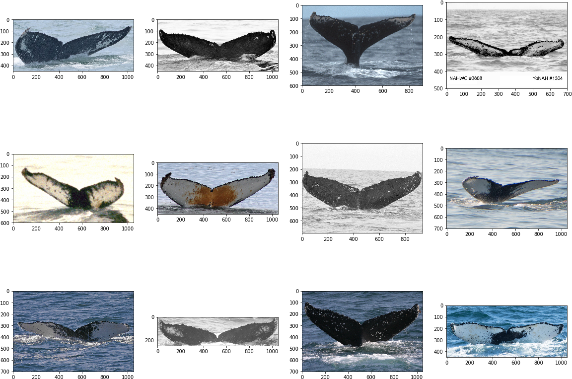 Each Row Shows Pictures Of One Whale - Grey Whale (1165x778), Png Download