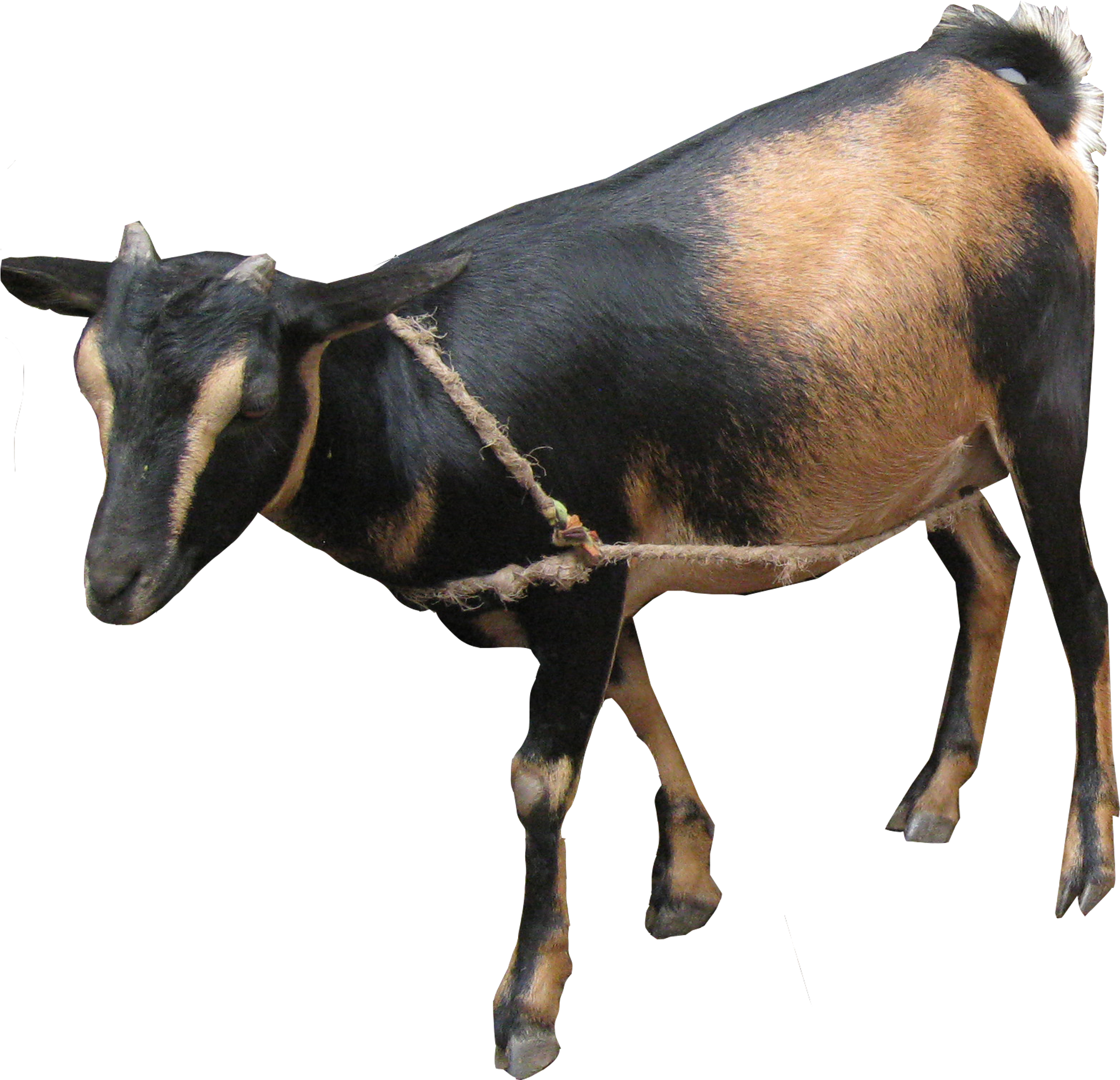 50 Swiss Francs For E - Goat (3264x2448), Png Download