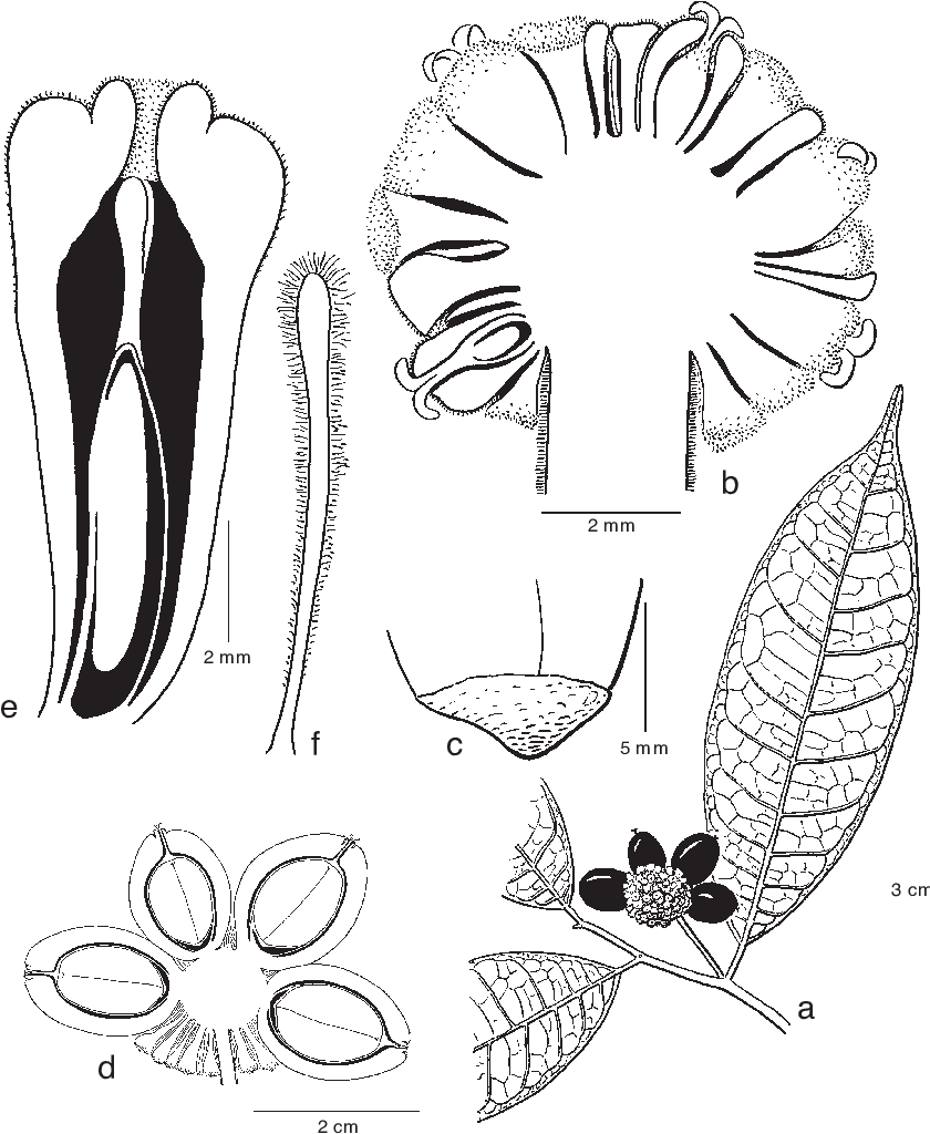 Leafy Twig With Infructescence - Line Art (850x1035), Png Download