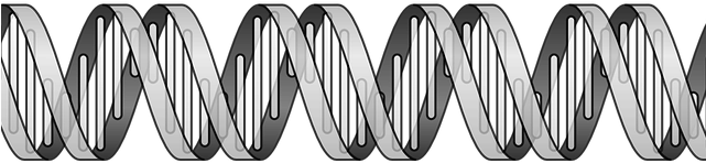 Double Helix Vector - Dna Helix (640x480), Png Download