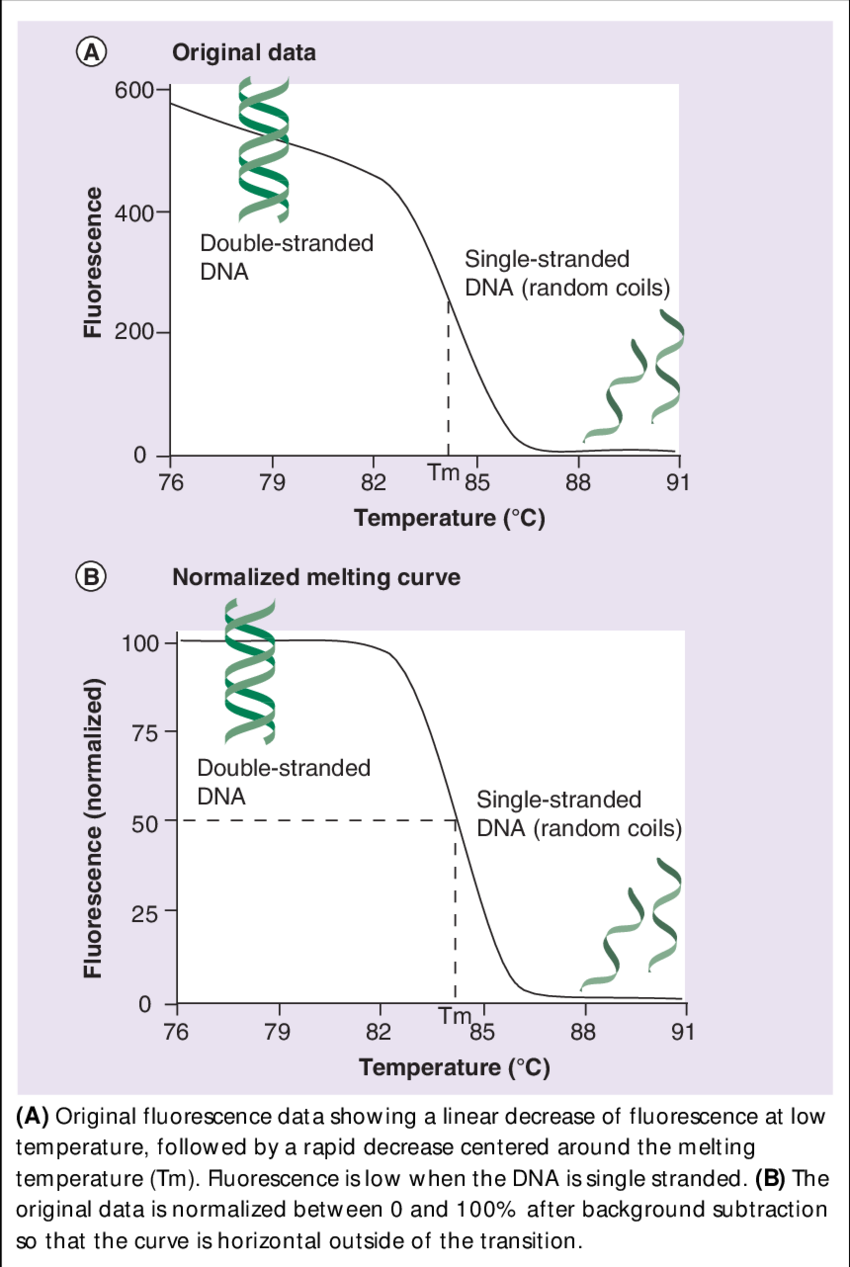 Fluorescent Dna Melting Analysis - Diagram (850x1267), Png Download
