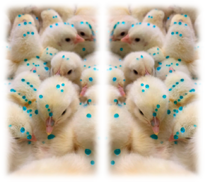 Cealvet - Toy (780x768), Png Download