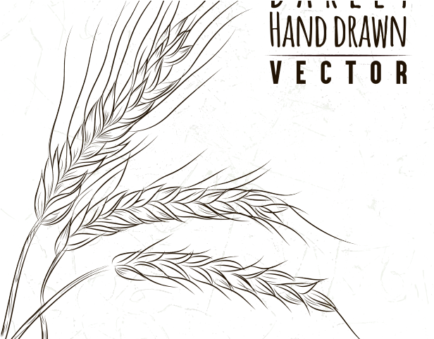 Drawn Wheat Line Art - Barley Drawing Png (640x480), Png Download