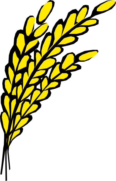 Vector Illustration Of Wheat Grain Of Cereal Grass - Oats Clip Art (449x700), Png Download