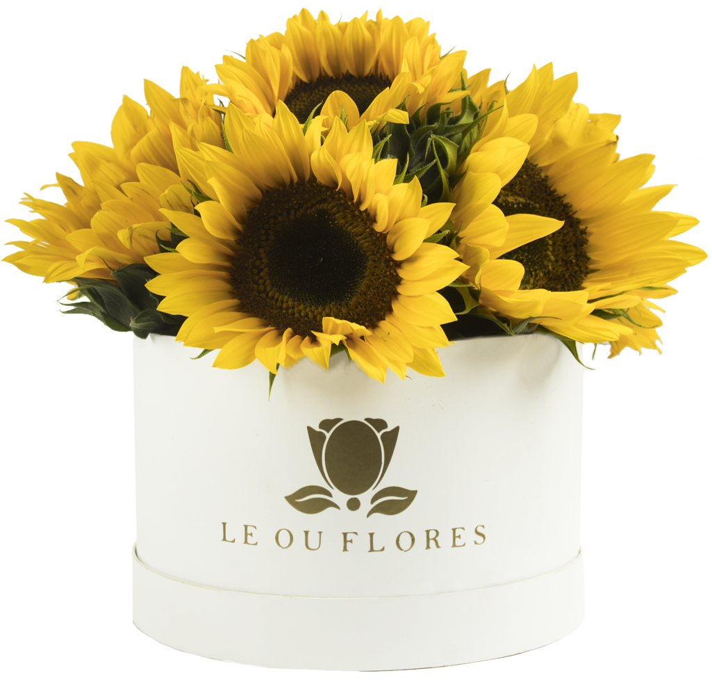 Cilindro 10 Girasoles - Sunflower (1024x1024), Png Download