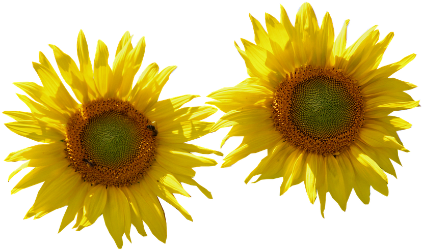 Girasol, Aislado, Cortar, La Naturaleza, Flor, Flores - Sunflower (960x639), Png Download
