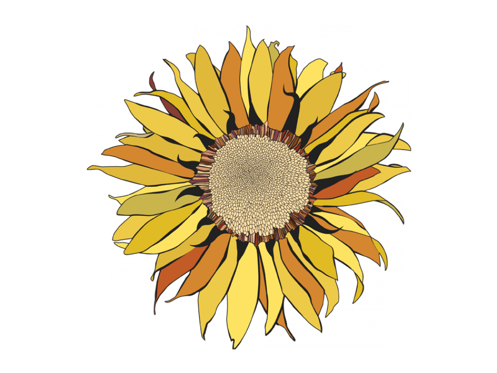 Http - //www - Murando - 1 - Png - V Girasol - African Daisy (1000x1000), Png Download