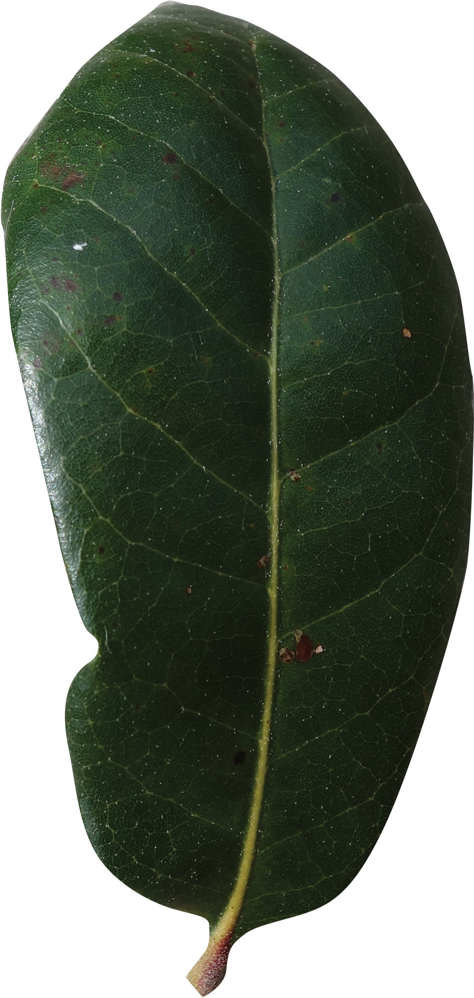 Simple - Live Oak Leaf Png (1070x2122), Png Download