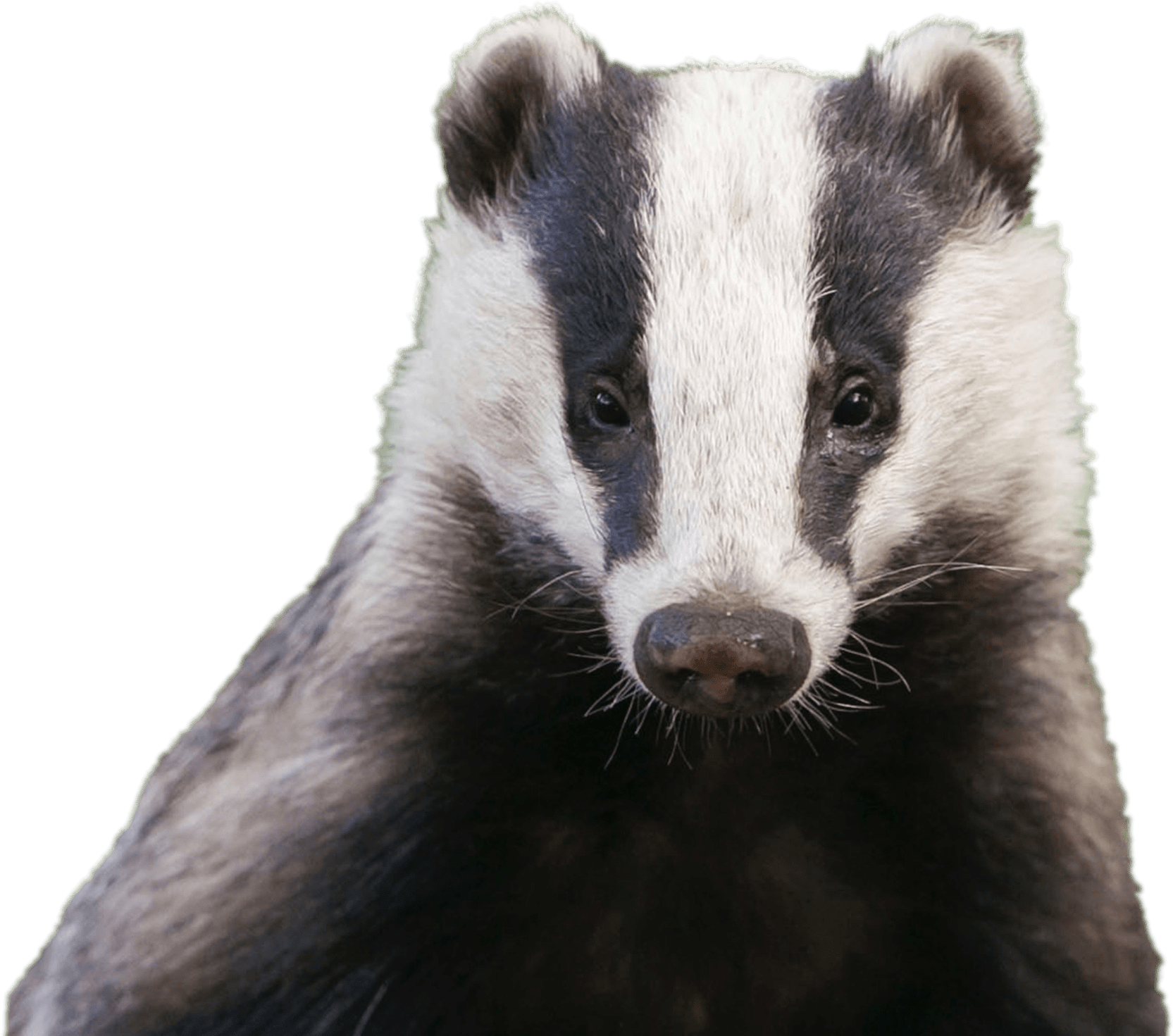 Badger Head - Uk Badger (1728x1495), Png Download