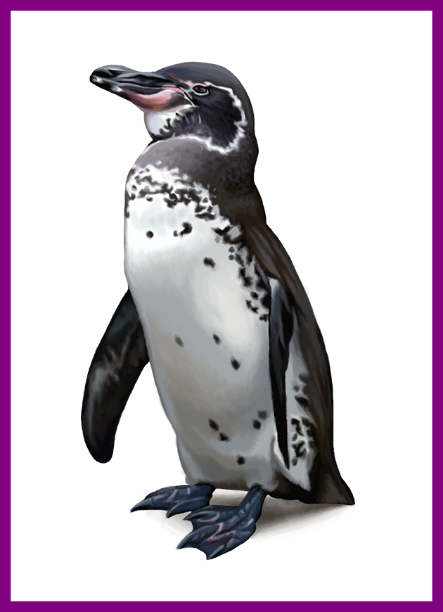 Ideas Of Cute Amazing Png Transparent - Galapagos Penguin No Background (630x870), Png Download
