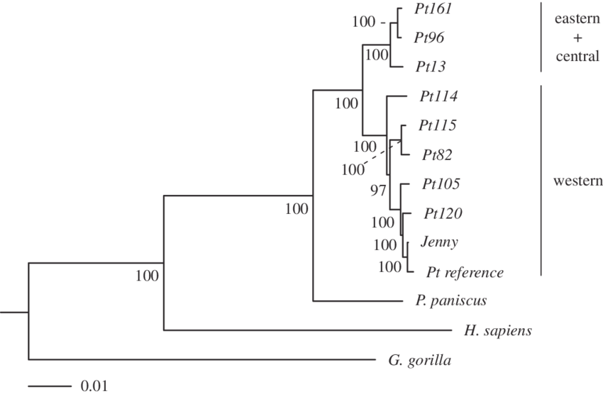 Maximum-likelihood Phylogeny Of Chimpanzees, Human - Diagram (850x556), Png Download