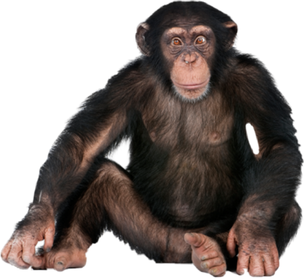 Monkey Png (1024x935), Png Download