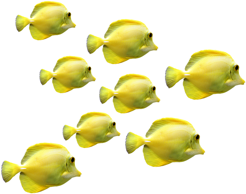 Sea Life Clipart Ocean World - Fish (960x716), Png Download