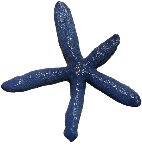 Starfish, Spur, Sea, Prickly, Marine Life, Sea Animal - Sea (960x645), Png Download