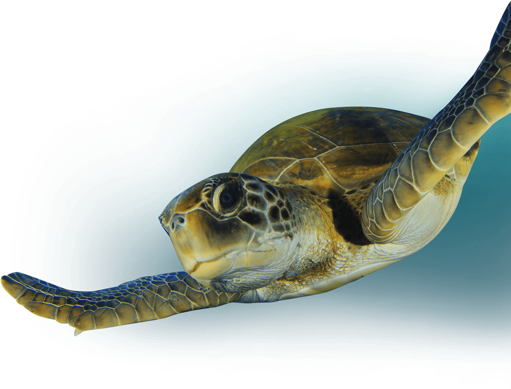 Turtle Eating Png - Sea Turtle Eating Plastic Bag Png (1024x768), Png Download