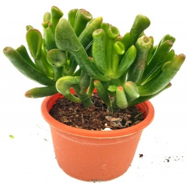 Crassula Gollum Succulent Plant - Flowerpot (600x770), Png Download