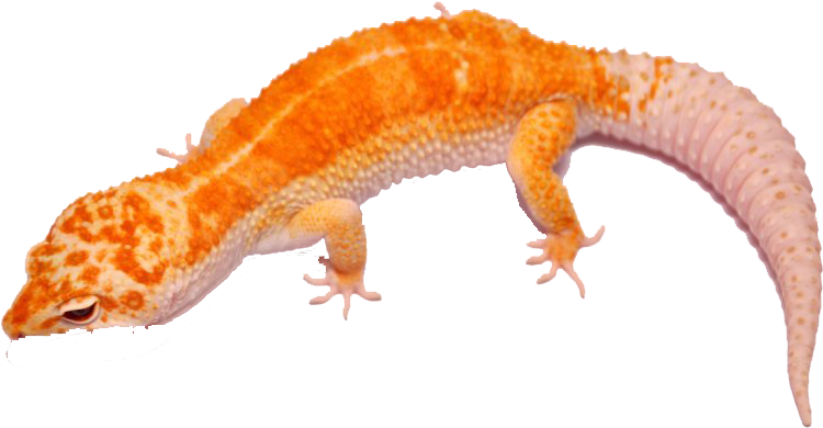 Young Giant Salamander Transprent - Salamander Png (900x594), Png Download