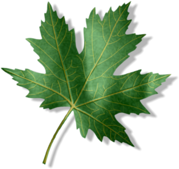 Entry1 Zpsaxgpb44y - Maple Leaf (600x593), Png Download