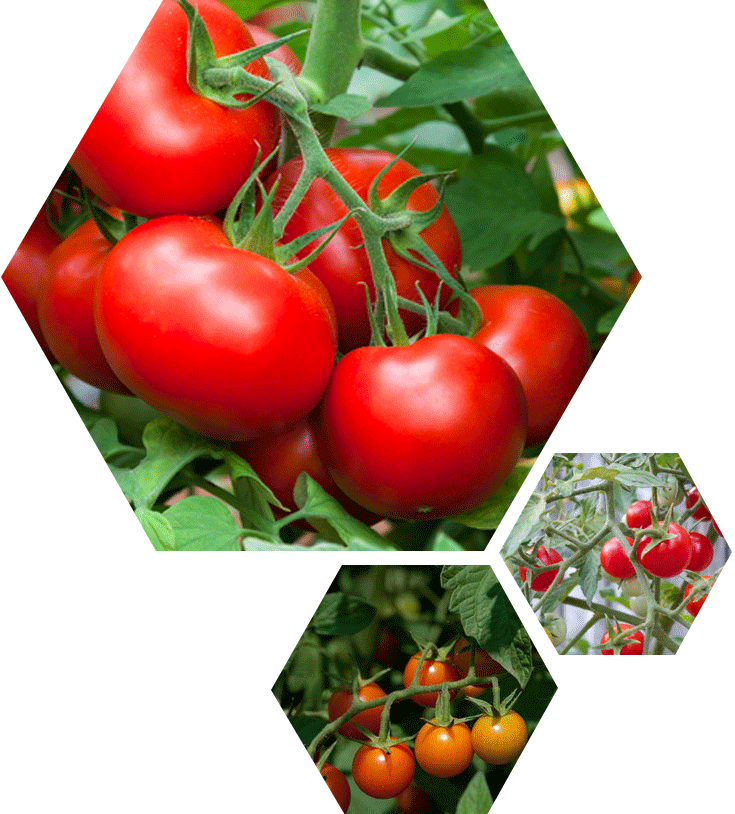 Tomate - >> - Donde Viene El Tomate (735x814), Png Download