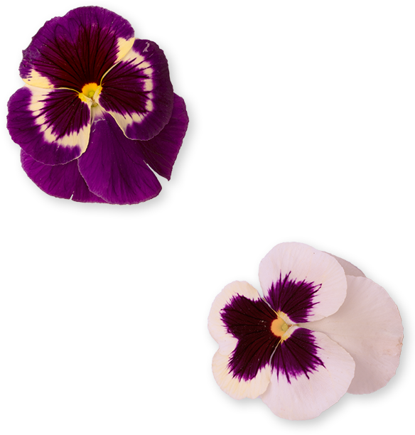 In Our Menu, You Will Discover A Peruvian Kitchen Food - Pansy (608x738), Png Download