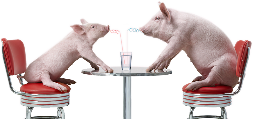Endosan Drinking Pigs - Pig (870x410), Png Download