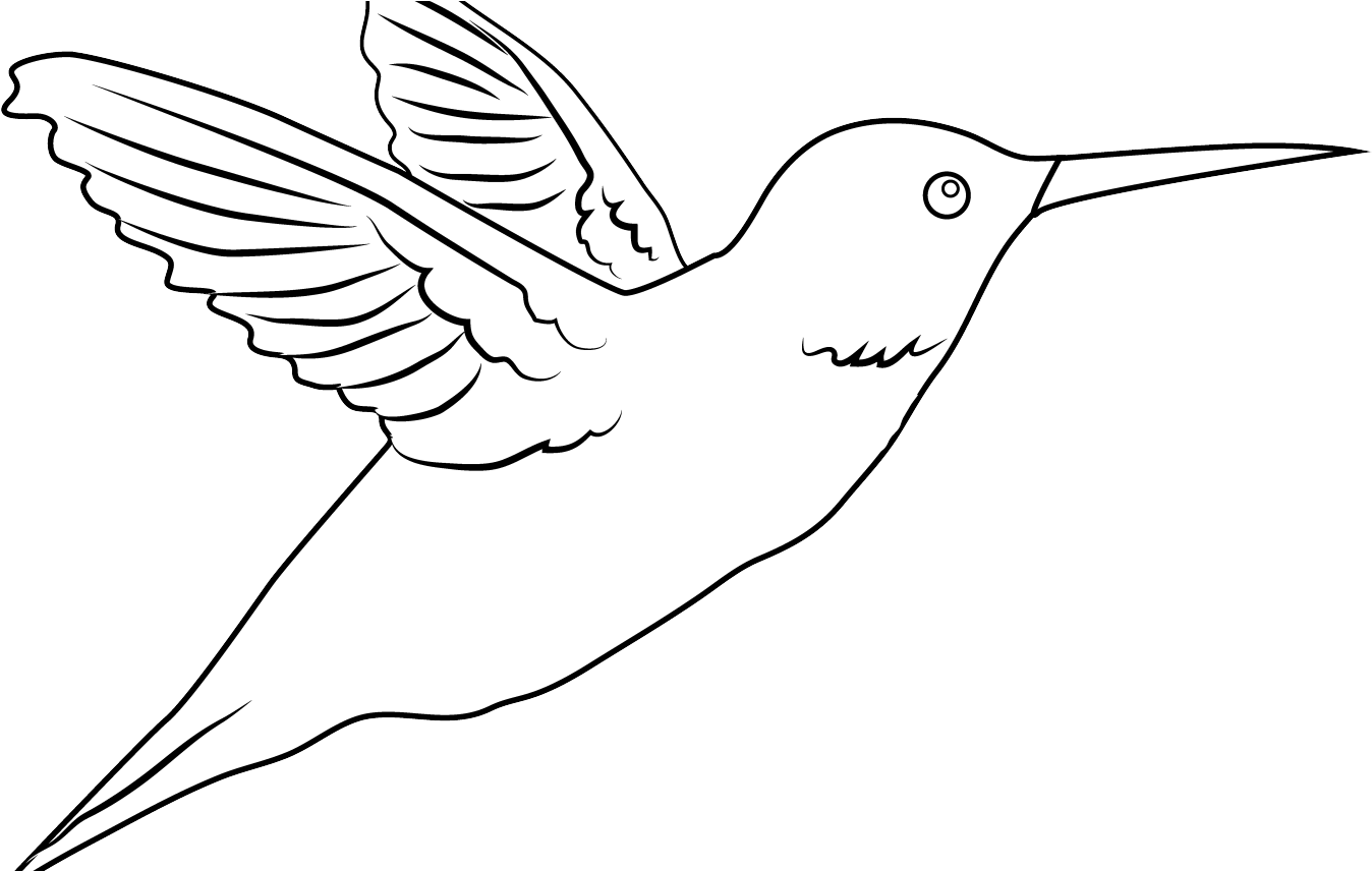 Png Freeuse Download Hummingbird Clipart Royalty Free - White Hummingbird Png (1368x855), Png Download