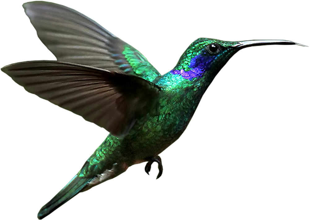 Rufous Hummingbird (1200x1070), Png Download