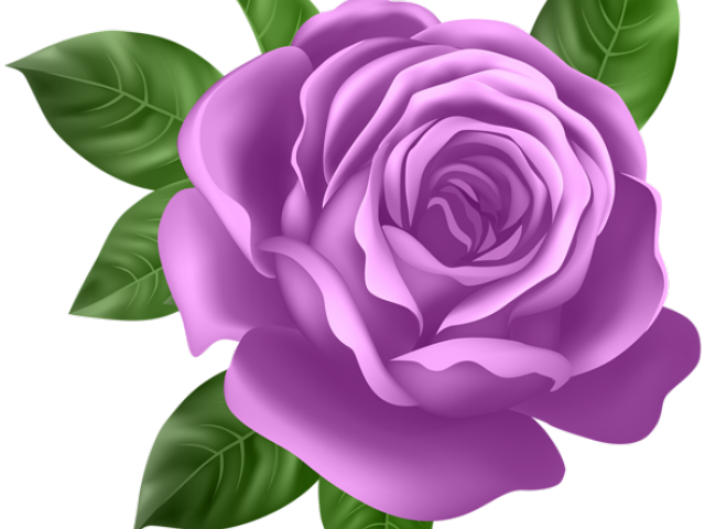Transparent Background Purple Rose Clipart (640x480), Png Download