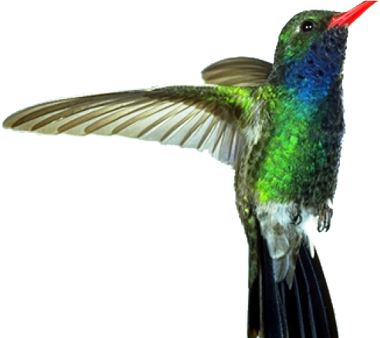 Drawn Hummingbird Png Transparent - Imagens De Substantivos Compostos (640x480), Png Download