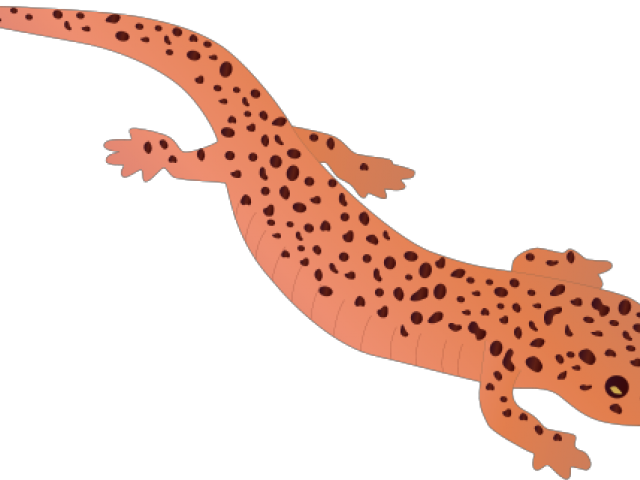 Salamander Clipart Clip Art - Red Salamander (640x480), Png Download