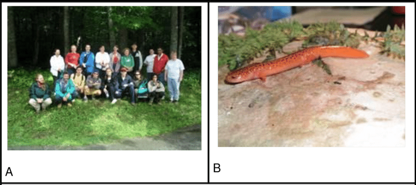 Salamander Hunt - - Red Salamander (850x379), Png Download