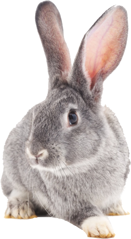 Domestic Rabbit (630x895), Png Download
