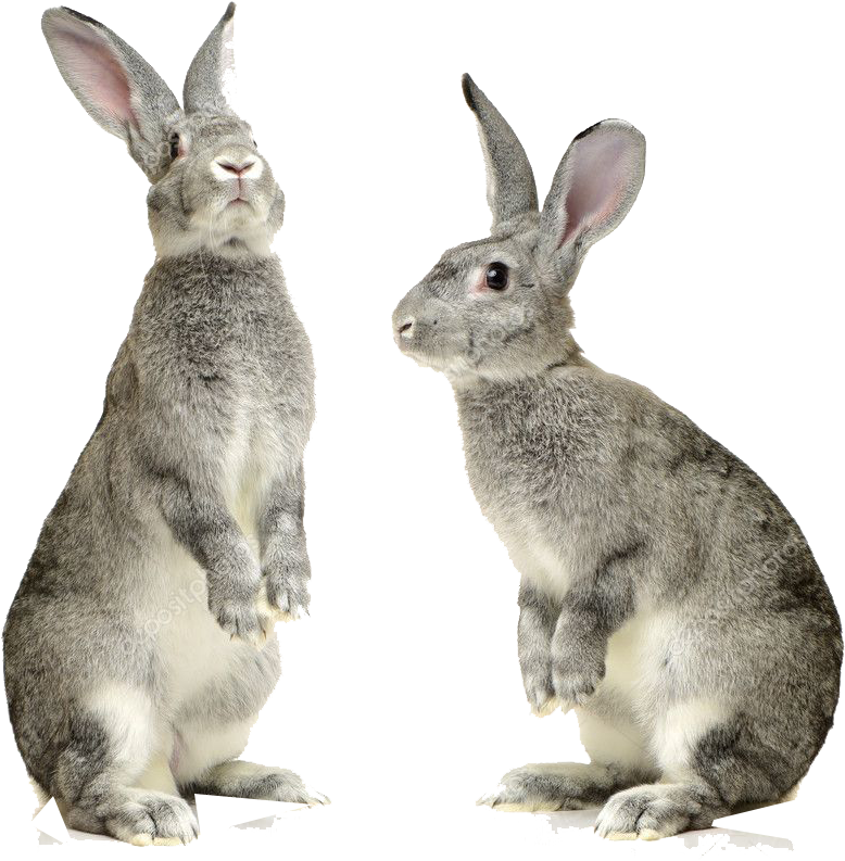 Rabbits Images White Background (1024x1024), Png Download