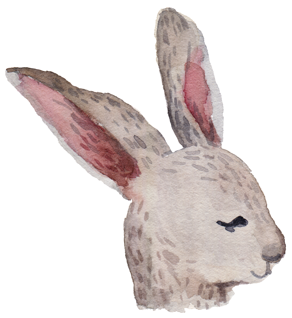 Cartoon Rabbit Png - Domestic Rabbit (1024x1128), Png Download