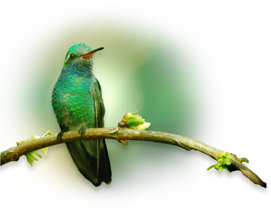 Piciformes (1180x806), Png Download