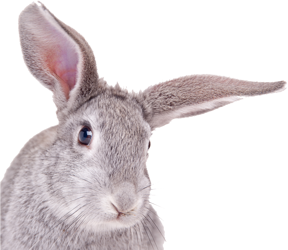 Rabbit Head White Background (1000x867), Png Download