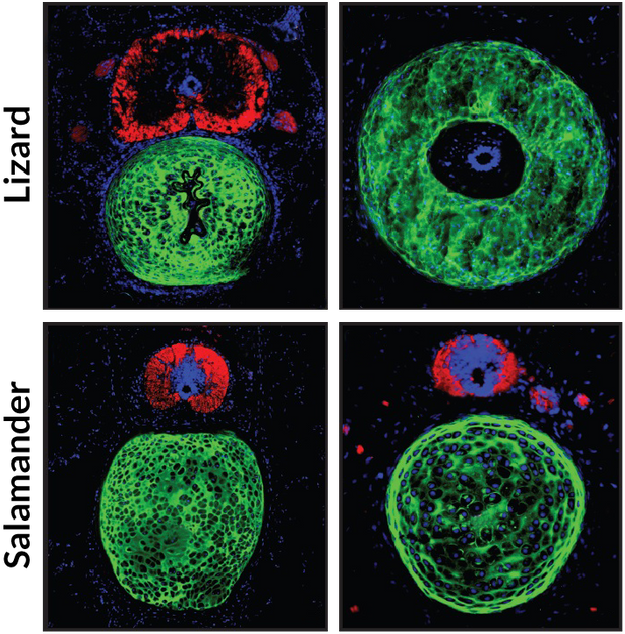 Fluorescence Microscopy Cross Sections Of Original - Circle (640x636), Png Download