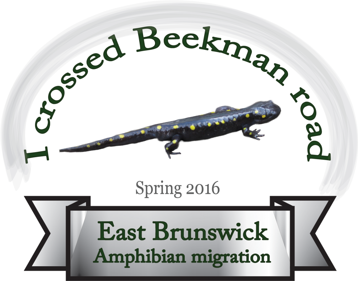 Delete Photo - Spotted Salamander (1140x951), Png Download