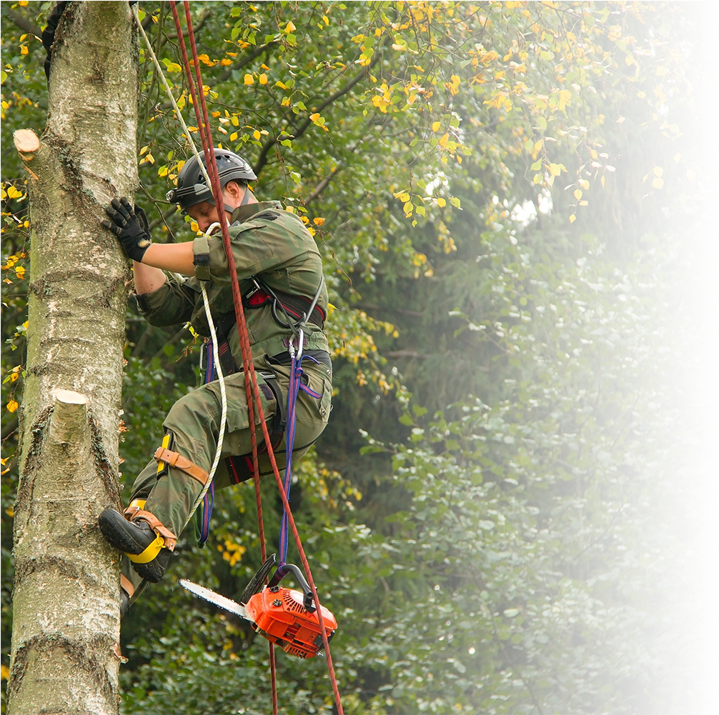 Stump Grinding In Dumfriesshire - N B Landscapes And Garden Maintenance (1035x1000), Png Download